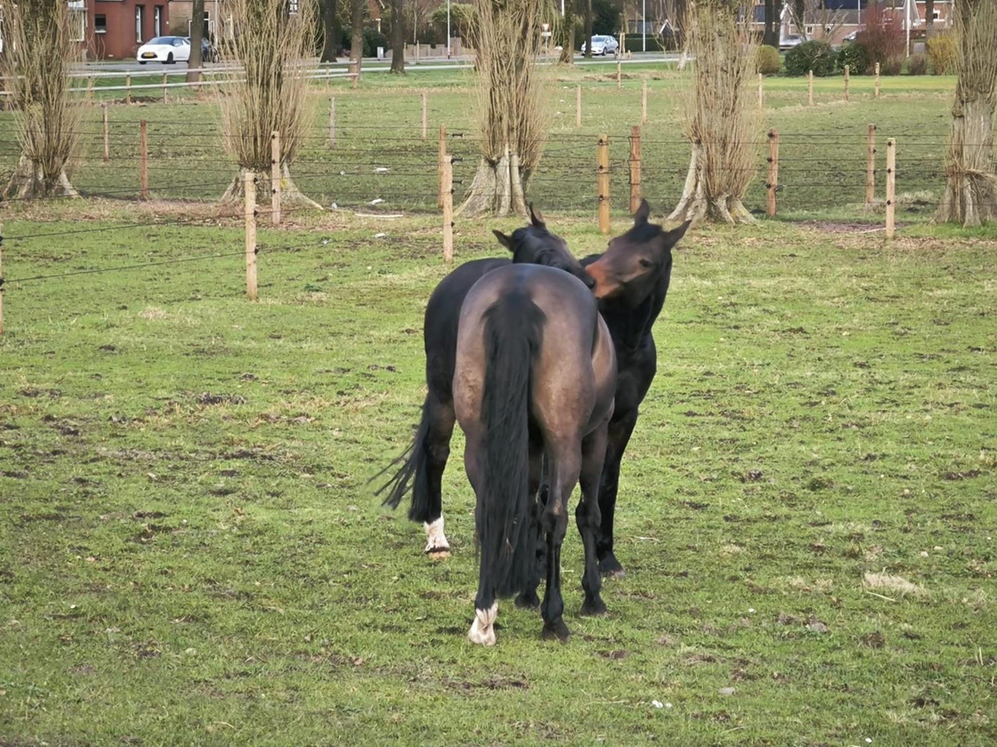 De Cordobahoeve Tweede Exloermond Esterno foto
